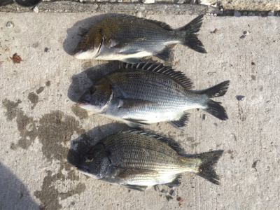 チヌフカセ釣り