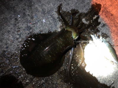 エギでは釣れないの