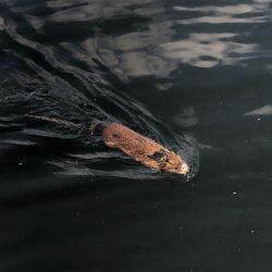 寒くなってきましたが海水温度は暖かい