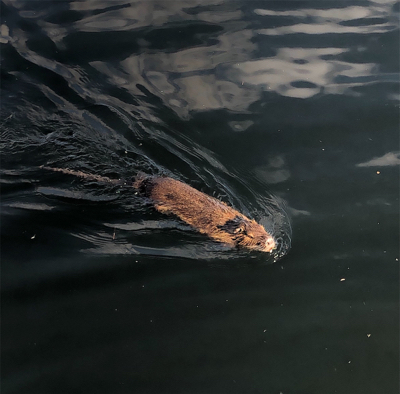 寒くなってきましたが海水温度は暖かい