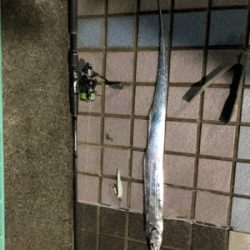 炙り刺身が食べたくて