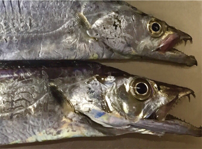 悪い状況の中、なんとか2匹！