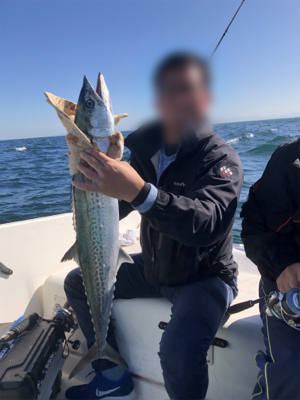 青物ノマセ釣行