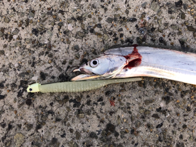 右も左もドラゴン