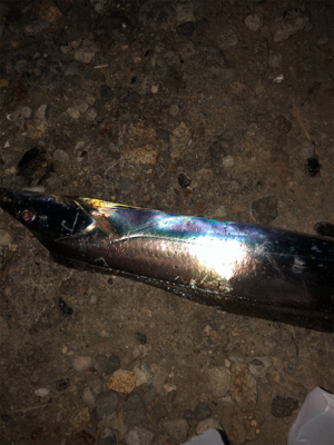 渋いなかの貴重な一匹