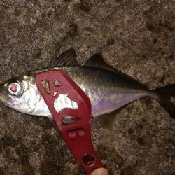 LSJigginger0650〜0730