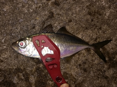 LSJigginger0650〜0730