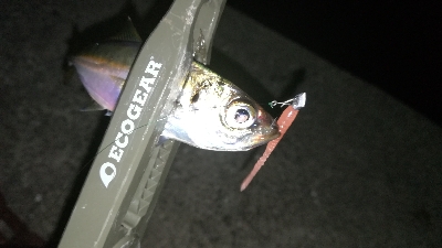 ナイトアジング