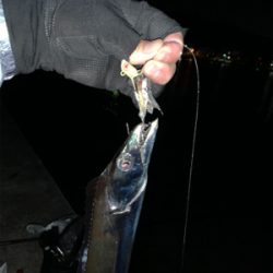 寒くなってもタチウオ