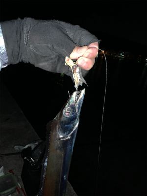 寒くなってもタチウオ