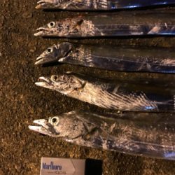 タチウオ餌釣り