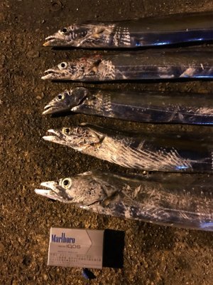 タチウオ餌釣り