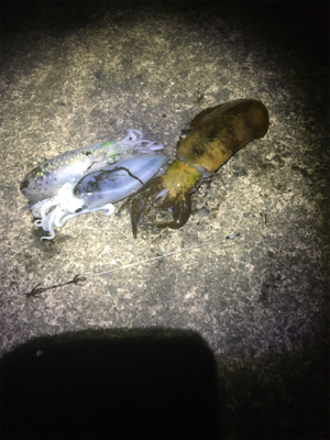 なんとかアオリちゃんに出会えた