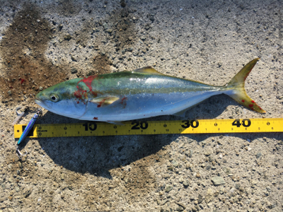 ハマチ‥修行は続く