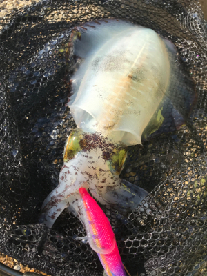 久しぶりに500gオーバーのアオリGET＼…