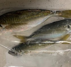 久しぶりのアジング