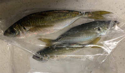 久しぶりのアジング