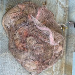 明石　　タコ釣り　　西海丸