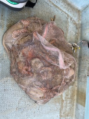 明石　　タコ釣り　　西海丸