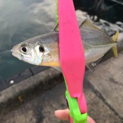 入れ食いアジング