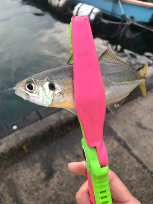 入れ食いアジング