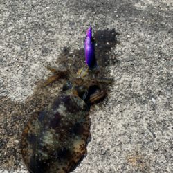 エギングとジギング