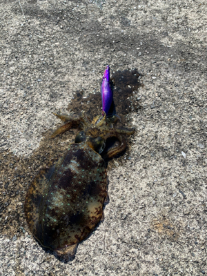 エギングとジギング