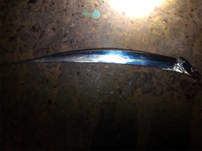 遅めの出陣…短時間釣行