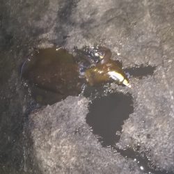 秋アオリイカ調査