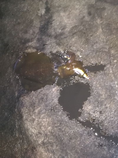 秋アオリイカ調査