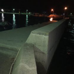 二神島エギング