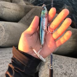 ナブラまみれの朝マズメ。