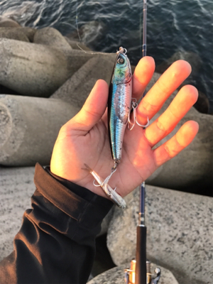 ナブラまみれの朝マズメ。