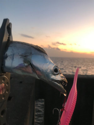 ドラゴンピンテール