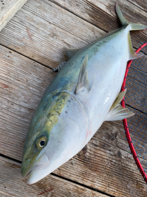 釣堀　水宝さんにて