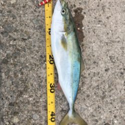 狙いの魚種と釣果があべこべ?