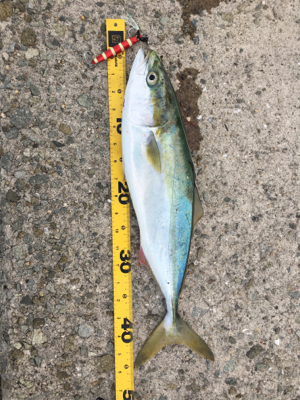 狙いの魚種と釣果があべこべ？