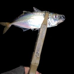 アジング練習 55