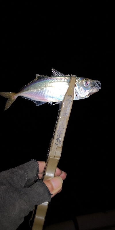 アジング練習 55