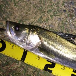 晩秋のシーバス