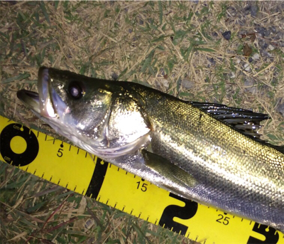 晩秋のシーバス