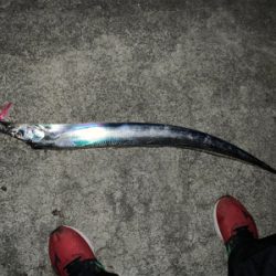 来た‼︎ ドラゴン　