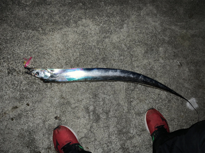 来た‼︎ ドラゴン　