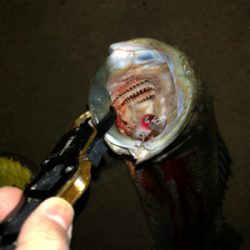 秋爆!!ランカー!