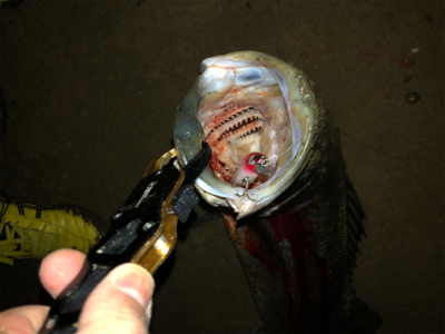 秋爆!!ランカー!