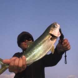 ハマチ!ヒイカ!!短時間で絶好釣!!