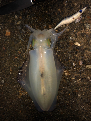 アオリイカ終盤戦