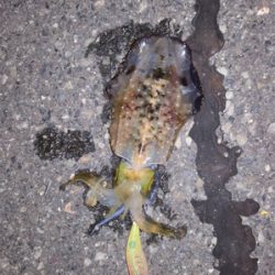 日本海アオリいつまでかなー