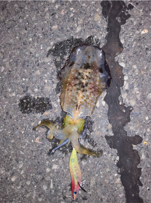 日本海アオリいつまでかなー