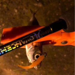 九十九湾〜小木豆アジ大量！